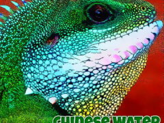 Chinese Water Dragon Jigsaw