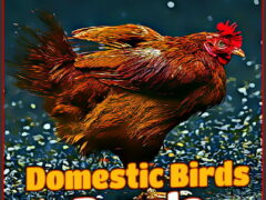 Domestic Birds Puzzle